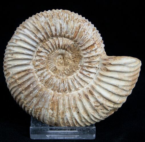 Inch Perisphinctes Ammonite - Jurassic #1951